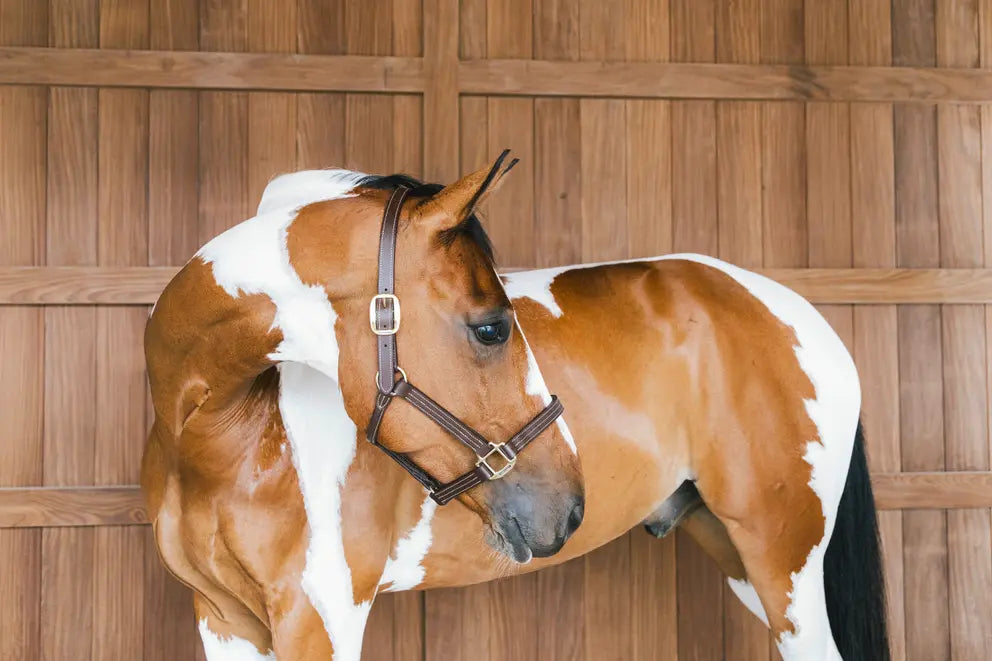 très beau licol en faux cuir pour chevaux Wellington par Kentucky. Modèle de présentation. 