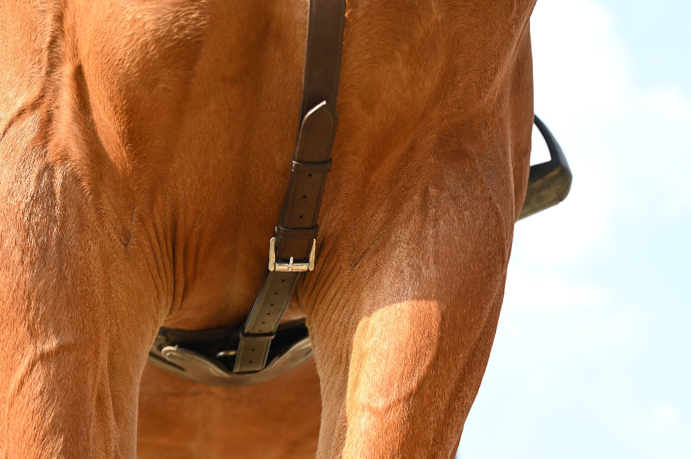 La martingale se règle en longueur par un système de boucle sous le poitrail. 
