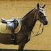 Kentucky tapis velours velvet jaune moutarde coupe anatomoique, idéale pour les chevaux de CSO. 